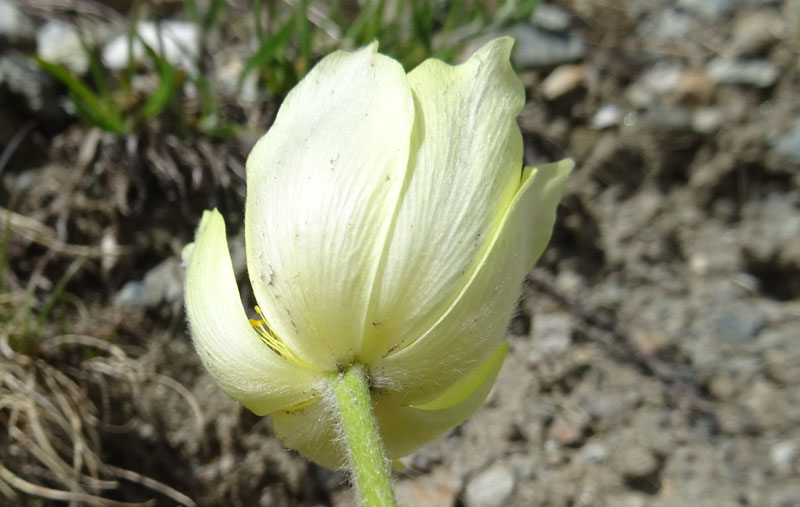 Pulsatilla alpina subsp. apiifolia - Ranunculaceae
